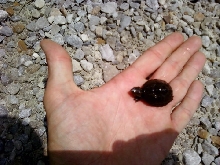 Baby Turtle