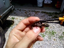 Baby Turtle