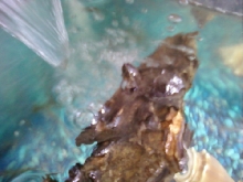 Baby Turtle