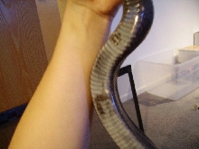 Weird Shed