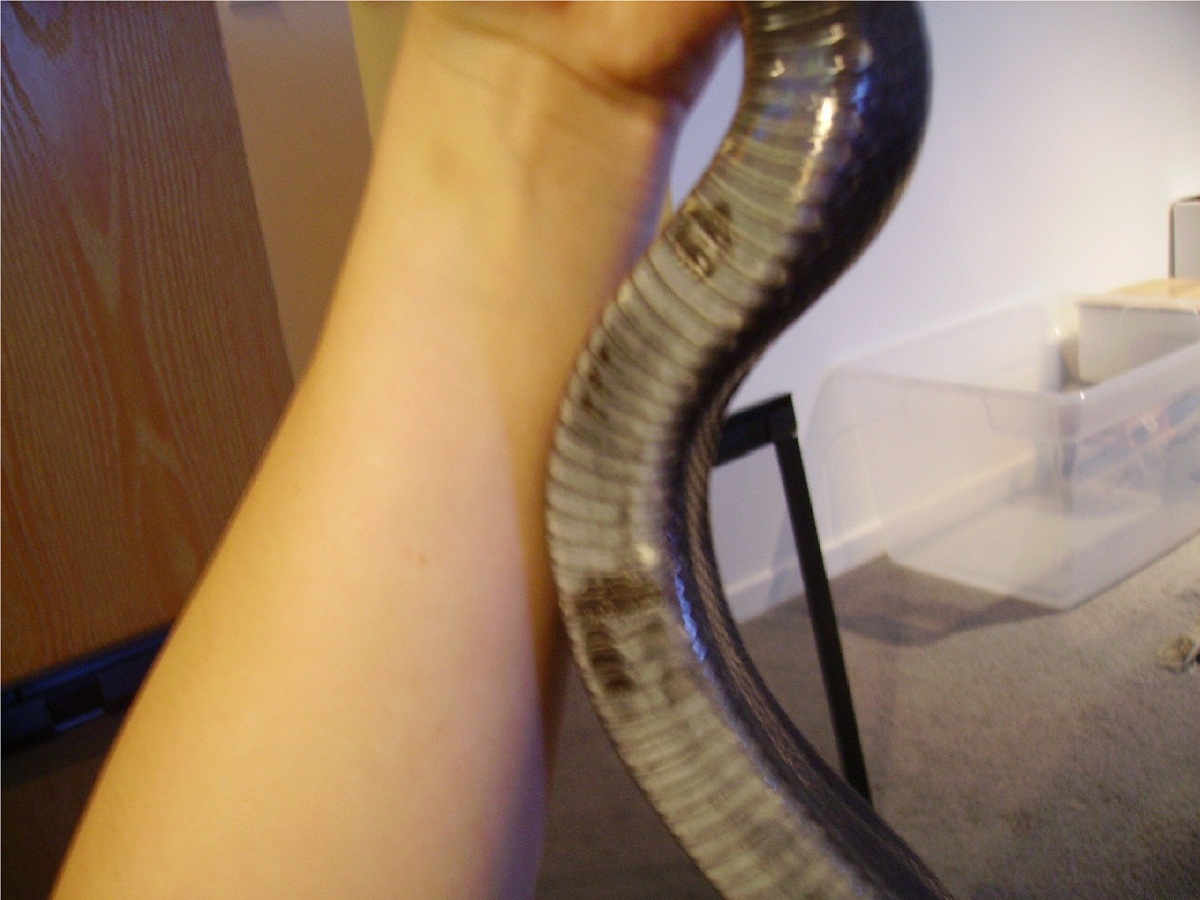 Weird Shed
