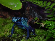 Azureus