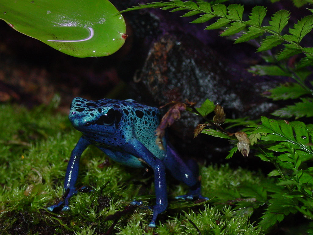 Azureus