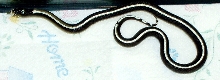Female striped Cal King