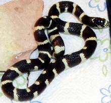 Male Califonia King
