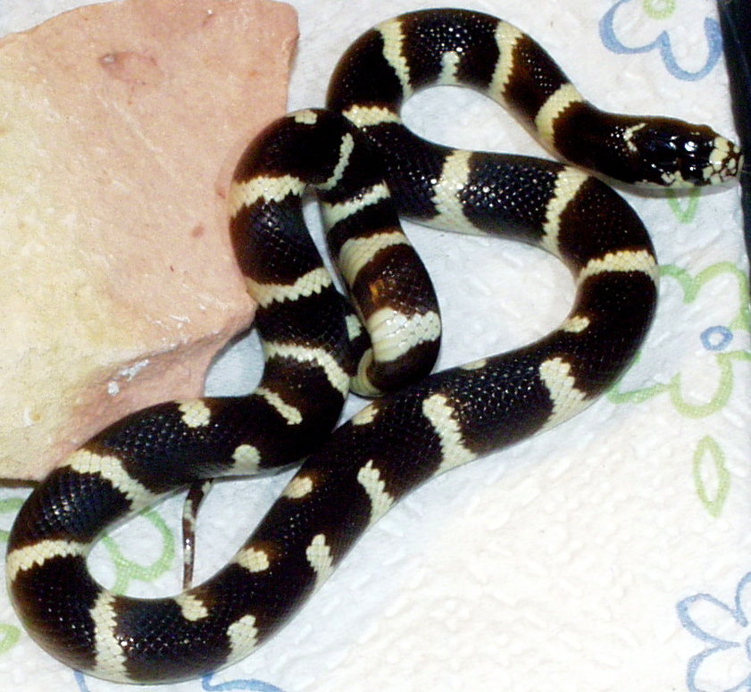 Male Califonia King