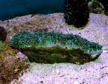 Saltwater - Austin Aquariums