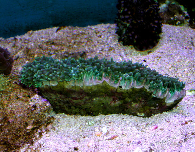 Saltwater - Austin Aquariums