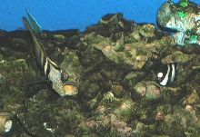 Saltwater Photos