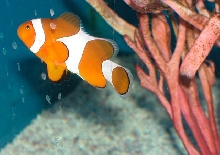 Saltwater - Austin Aquariums