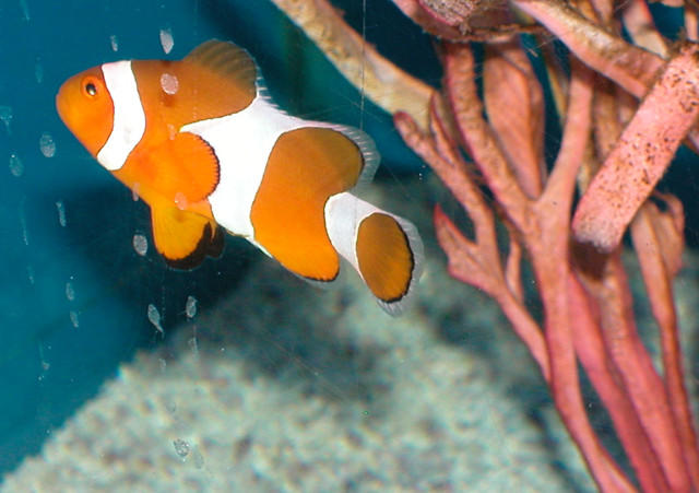 Saltwater - Austin Aquariums