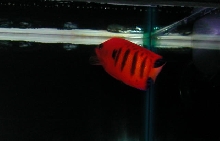 Saltwater Photos