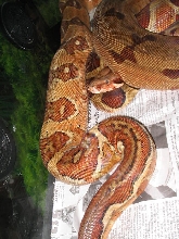 OVULATION ! F2 Salmon 50% het for Sunglow