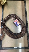 ID this Morph