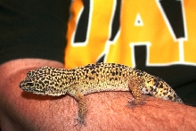 gecko1