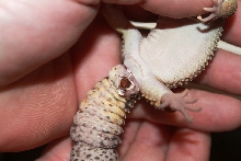 gecko2