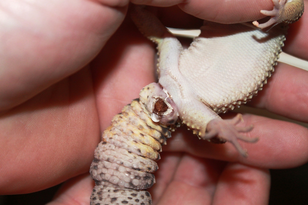gecko2