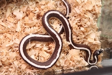sc