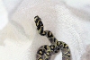 bumble bee 1111