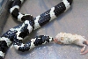 panda 1111