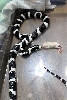 panda 2222