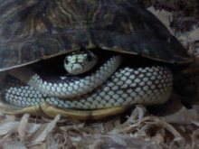 strike's shell