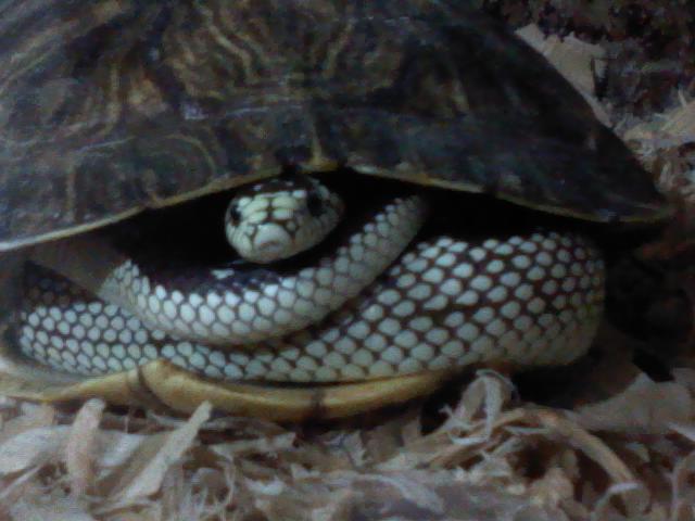 strike's shell
