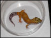 Super hypo Tang