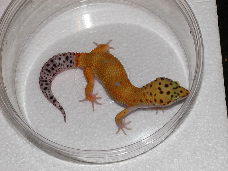 Super hypo Tang
