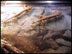 Gekko Vittaus breeding pair