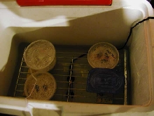 incubator