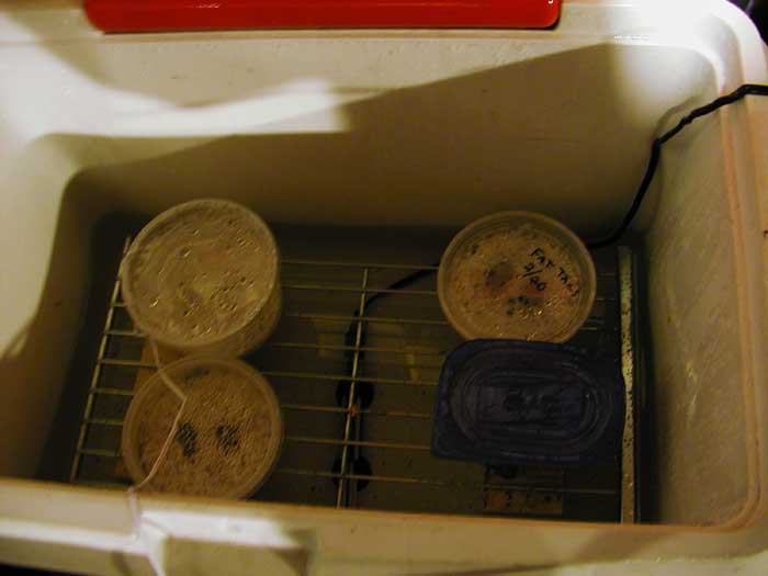 incubator