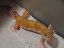 Hemi Orange sibling