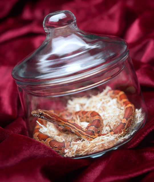 Corn in a JAR!