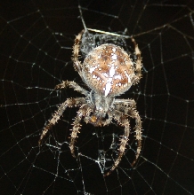 Porch Spider- please help me identify