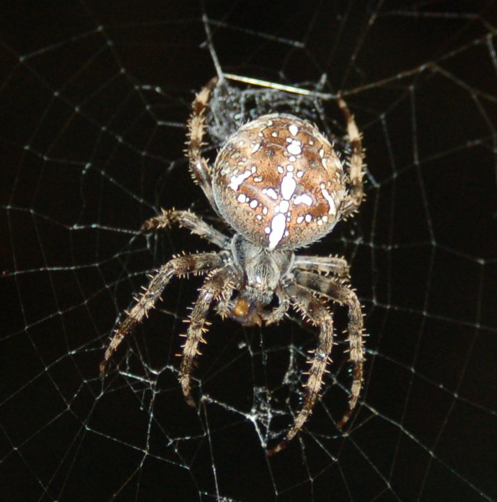 Porch Spider- please help me identify