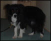 borde collie