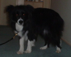 borde collie