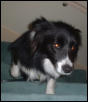 jessy
