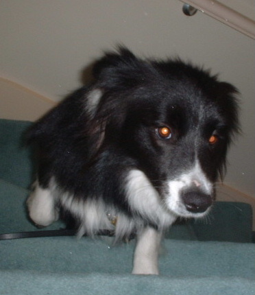 jessy