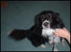 collie