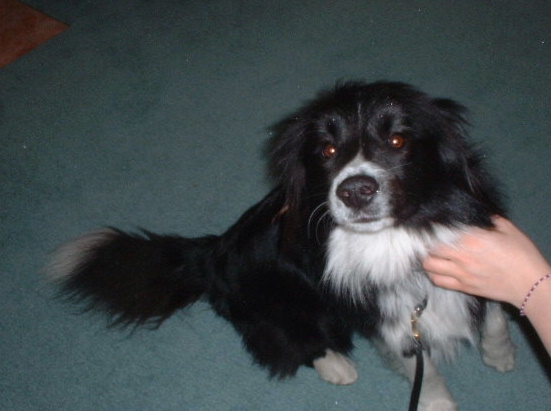 collie