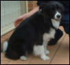 collie