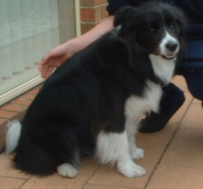 collie