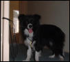 borde collie