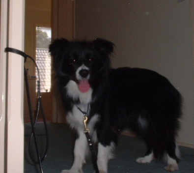 borde collie