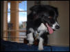 borde collie
