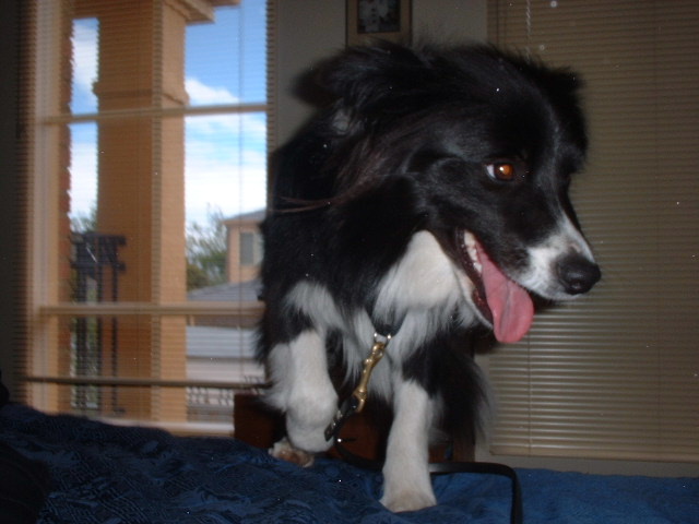borde collie