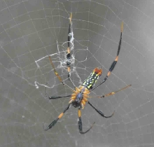 Is this a Argiope Spider?