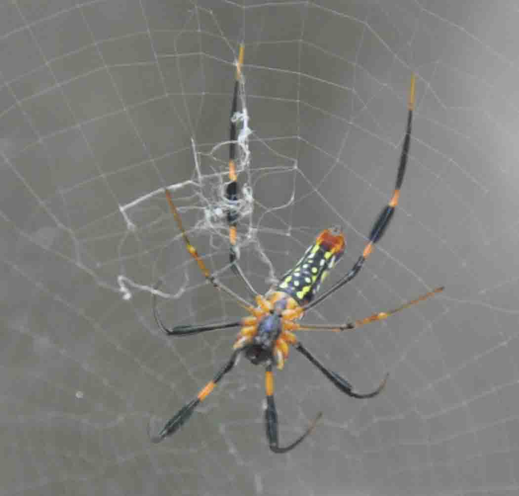 Is this a Argiope Spider?